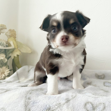 チワワ(ロング)【千葉県・男の子・2022年5月3日・チョコタン】の写真「人懐っこい、モフモフな男の子」