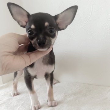 チワワ(スムース)【千葉県・男の子・2024年6月18日・ブラックタン&ホワイト】の写真「とっても可愛い男の子♪」