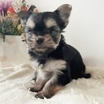チワワ×ヨーキー【千葉県・男の子・2022年12月16日・ブラック&タン】の写真「小ぶりサイズ！可愛いお顔♡」