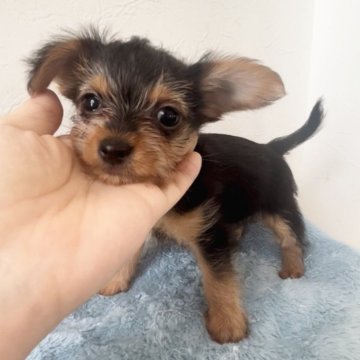 ミックス(ヨークシャーテリア×チワワ)【千葉県・女の子・2024年6月24日・ブラックタン】の写真「小さくて可愛い女の子♡」