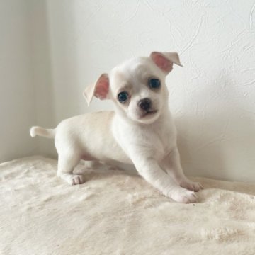 チワワ(スムース)【千葉県・女の子・2024年3月3日・ホワイト&フォーン】の写真「両親遺伝子検査クリア♪」
