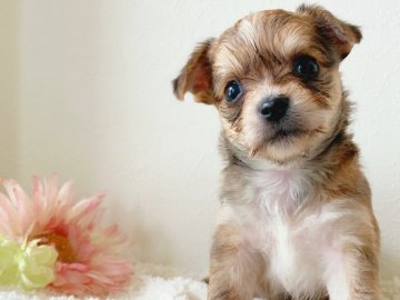 チワワ×ヨーキー【千葉県・男の子・2021年5月24日・フォーン&ホワイト】の写真「可愛いお顔です😍」