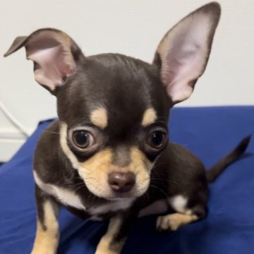 チワワ(スムース)【千葉県・男の子・2023年6月26日・チョコタン】の写真「元気いっぱい男の子」