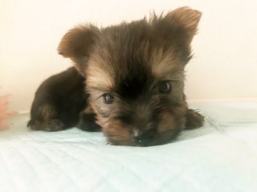 ヨークシャーテリア【千葉県・男の子・2019年8月29日・スチールブルー&タン】の写真「両親PRAクリア☆」