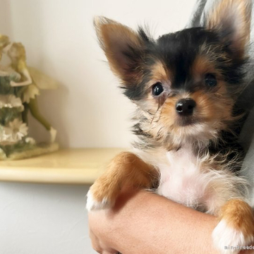 チワワ×ヨーキー【千葉県・男の子・2022年3月6日・ブラック&タン】の写真「人懐こい男の子♪」