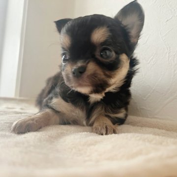 チワワ(ロング)【千葉県・女の子・2024年2月29日・ブラック&タン】の写真「両親遺伝子検査クリア♪」