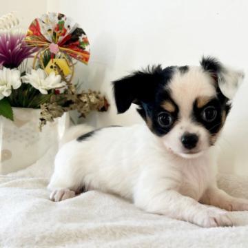 チワワ(ロング)【千葉県・男の子・2022年11月5日・ホワイト&ブラックタン】の写真「可愛い男の子♡両親遺伝子検査クリア♪」