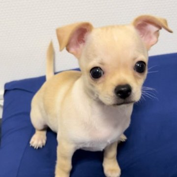 チワワ(スムース)【千葉県・男の子・2023年6月26日・フォーン】の写真「しっかり体型な男の子」