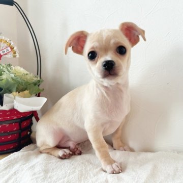 チワワ(スムース)【千葉県・男の子・2023年9月27日・クリーム】の写真「総額表示♪可愛い男の子」