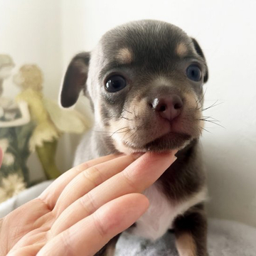 チワワ(スムース)【千葉県・女の子・2022年5月3日・ブルータン】の写真「レアカラーの女の子」