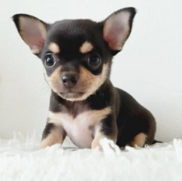 チワワ(スムース)【千葉県・女の子・2022年5月11日・ブラックタン&ホワイト】の写真「小ぶりサイズ♪」