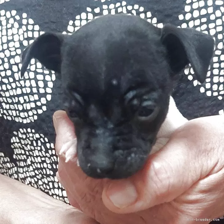 ID：2505-05911の子犬