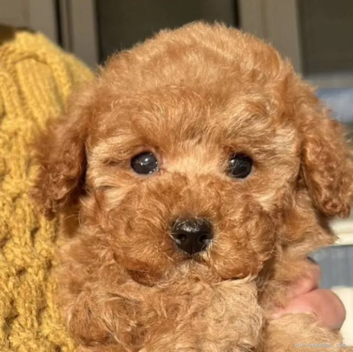 ID:2501-02765の子犬
