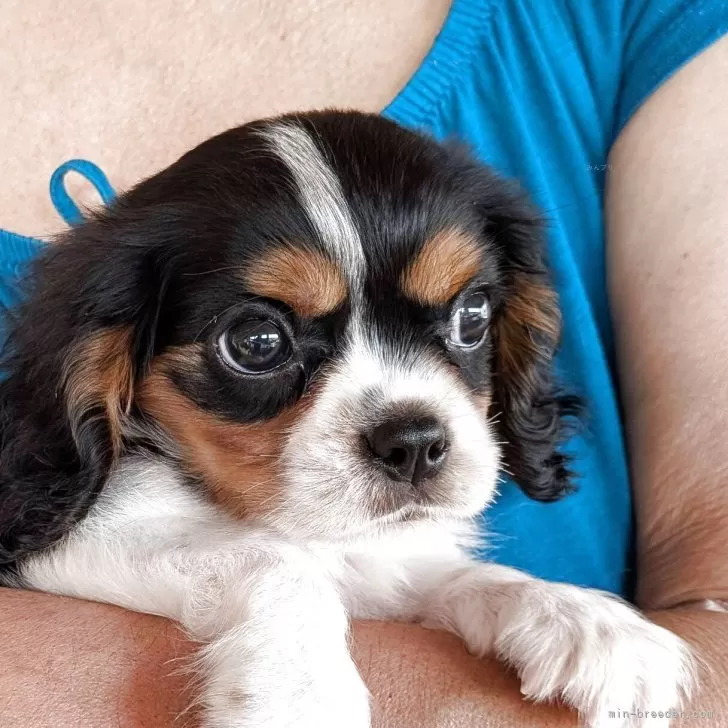 ID:2507-07706の子犬