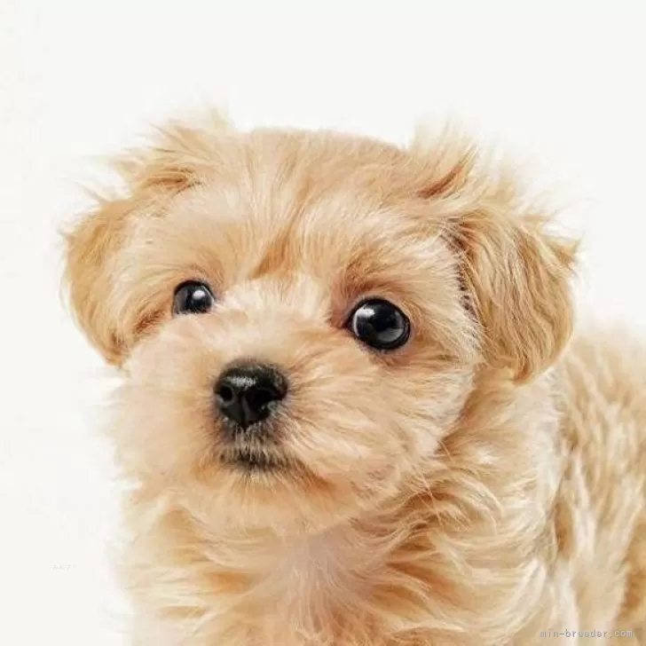 ID：2509-01471の子犬