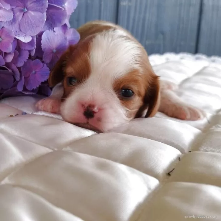 ID:2507-01411の子犬