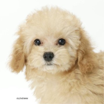 タイニープードル【埼玉県・女の子・2025年8月6日・アプリコット】の写真「11月3日までの限定の価格。早い者勝ちです。」