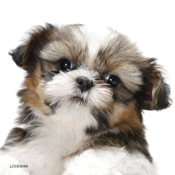 シーズー【埼玉県・女の子・2025年9月26日・ホワイトアンドゴールド】の写真「両親に似て人懐っこい女の子です。」