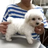 タイニープードル