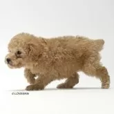 ティーカッププードル【埼玉県・男の子・2024年11月24日・アプリコット】の写真3