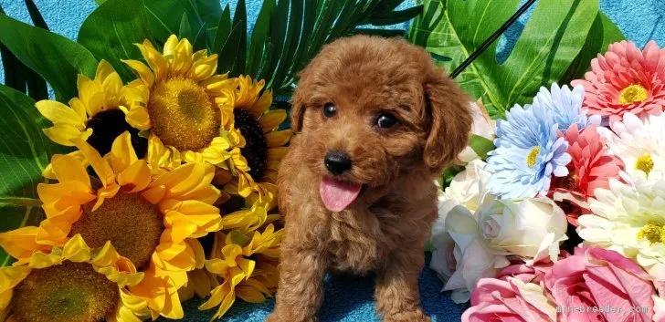 ID:1907-02841の子犬