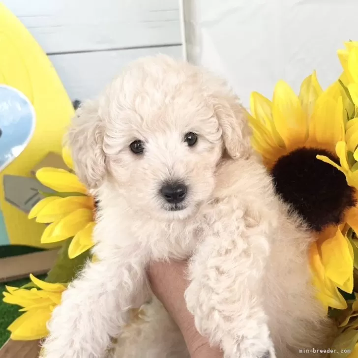ID:2406-06448の子犬