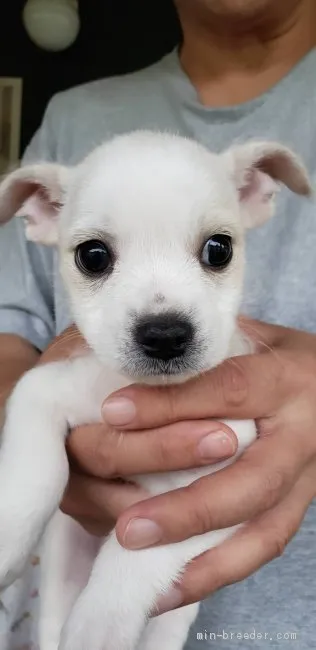 ID:1906-02236の子犬