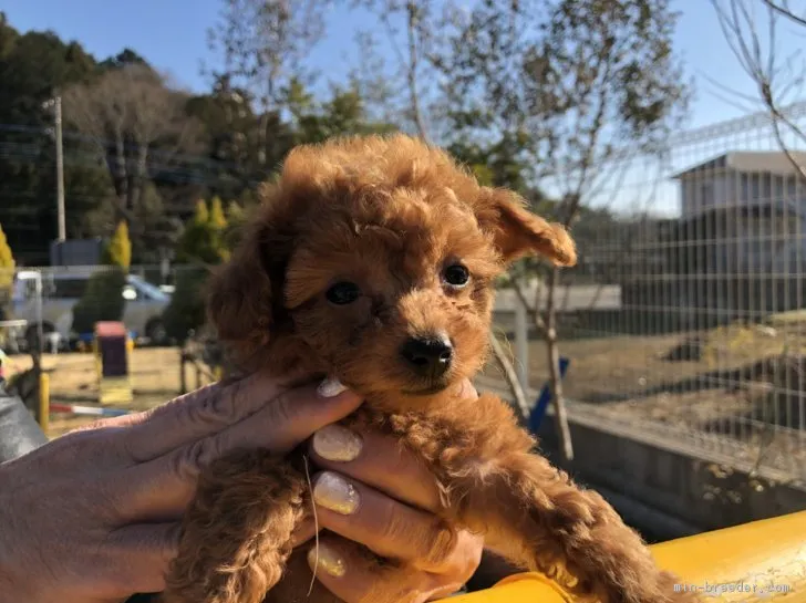 ID：1712-02117の子犬