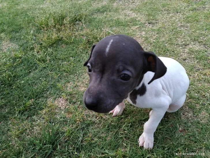 ID：1905-01683の子犬