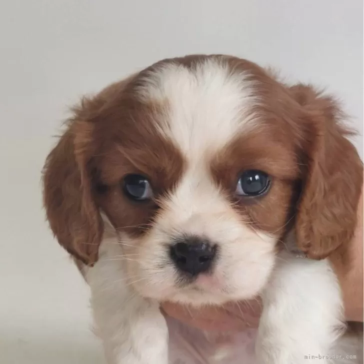 ID：2406-06445の子犬