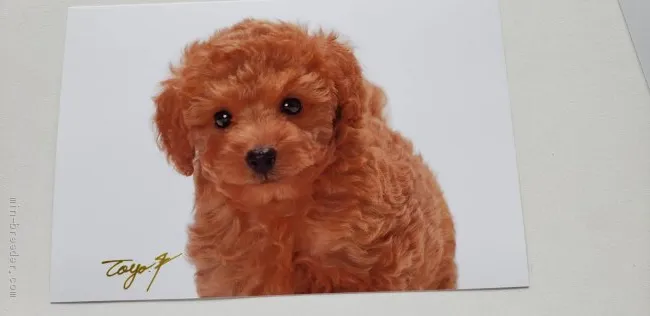 ID:1907-02839の子犬