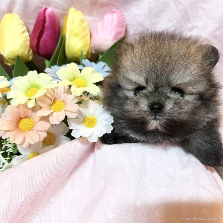 ID:2404-01418の子犬