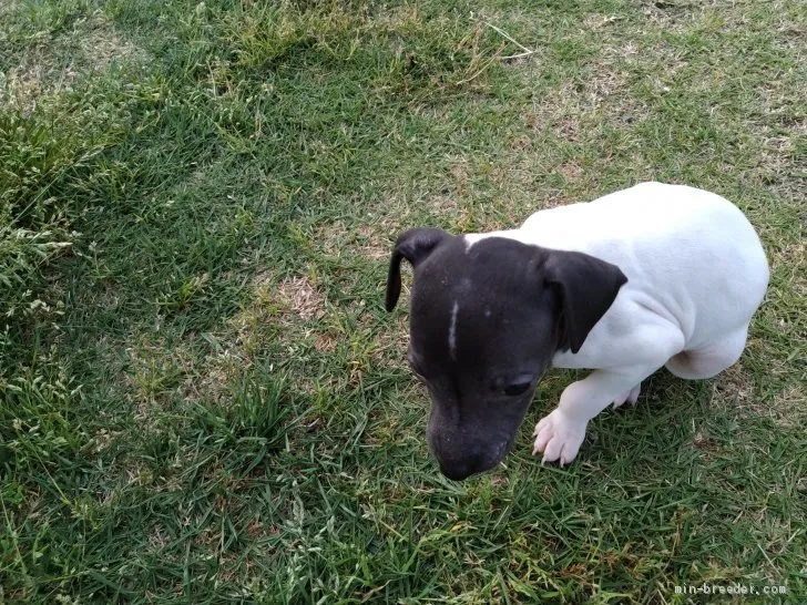 ID：1905-01682の子犬