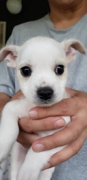 フレンチブルドックとビジョンブリーゼのミックス犬で【埼玉県・男の子・2019年4月29日・白】の写真「フレンチブルドックとビジョンブリーゼのミックスです」