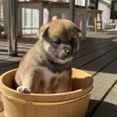 柴犬(標準サイズ)【埼玉県・男の子・2023年10月7日・赤】の写真2