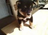 柴犬(標準サイズ)【埼玉県・男の子・2020年1月26日・黒】の写真4