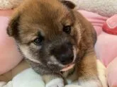 柴犬(標準サイズ)【埼玉県・男の子・2023年10月7日・赤】の写真4
