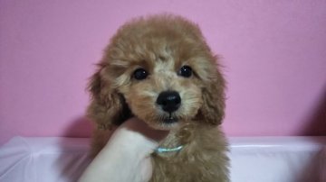 トイプードル(タイニー)【岡山県・男の子・2018年11月21日・アプリコット】の写真「ｷﾘｯと男の子らしいお顔です☆最終値下げ！」
