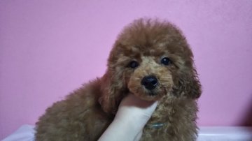 トイプードル(タイニー)【岡山県・男の子・2018年11月11日・ディープレッド】の写真「最終値下げ！」