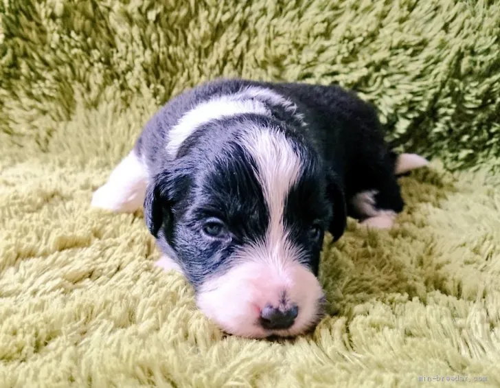 ID：1906-02029の子犬