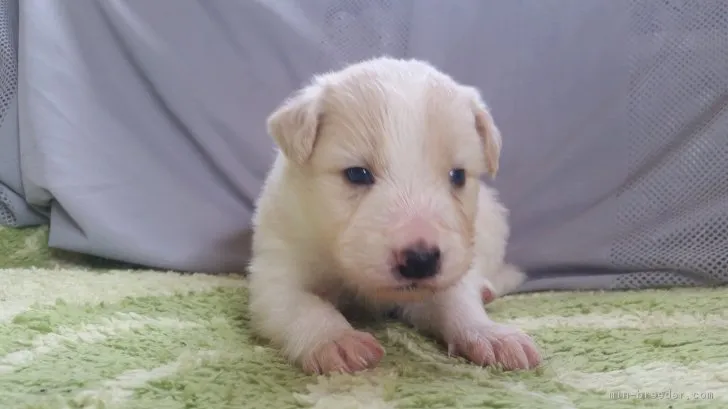 ID:1804-02342の子犬