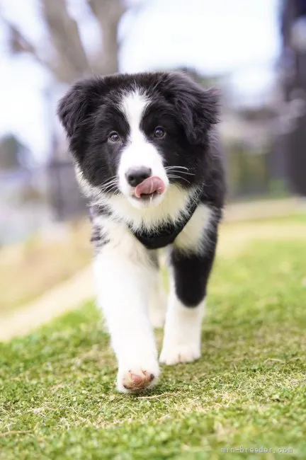 K・K 様のお迎えした子犬