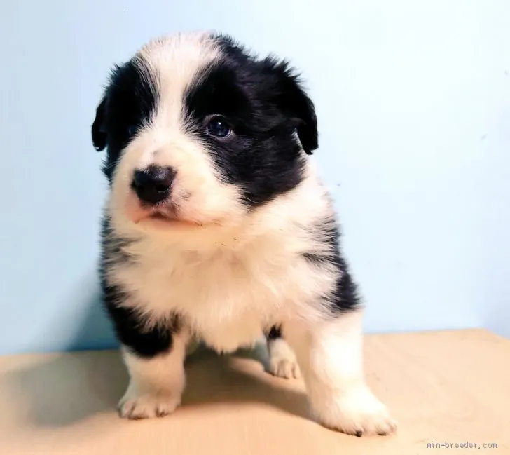 ID：2101-03038の子犬