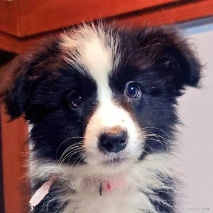 ID：2306-04485の子犬