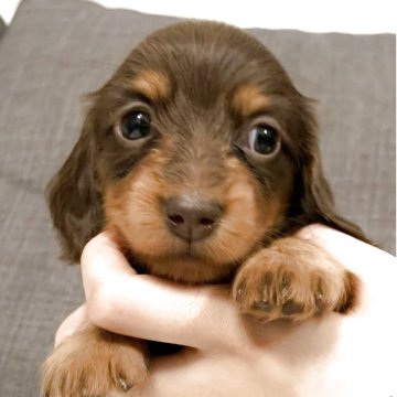 ミニチュアダックスフンド(ロング)【岡山県・女の子・2025年3月12日・チョコタン】の写真「小ぶりでチャーミングな女の子」