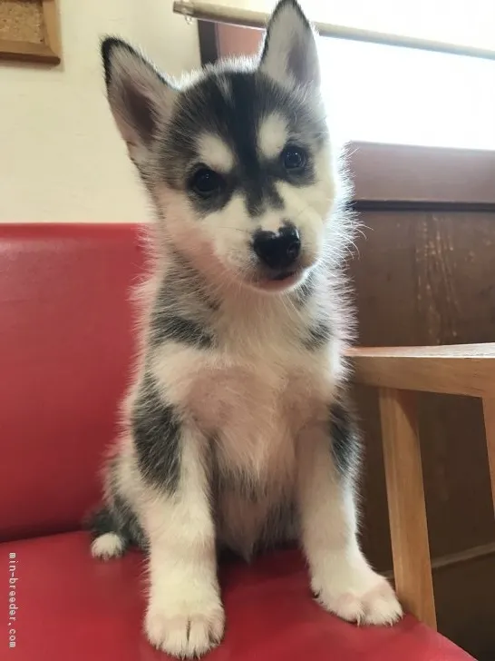 ID：1807-00207の子犬