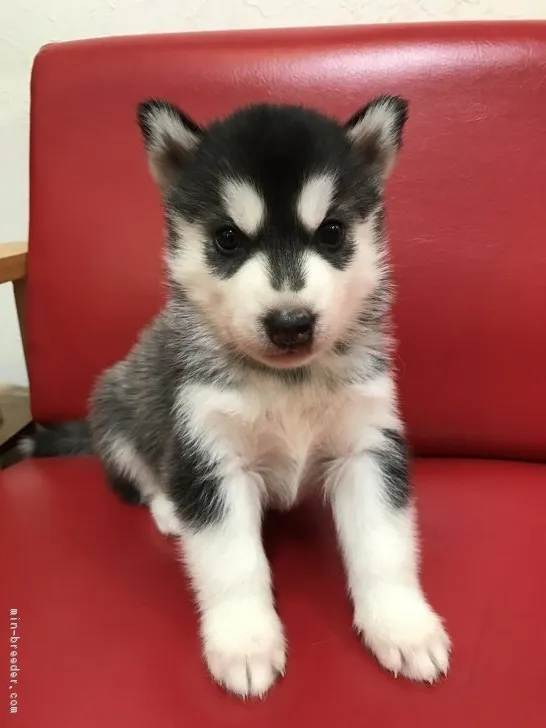 ID：1807-00180の子犬