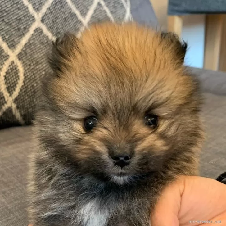 ID：2401-00215の子犬