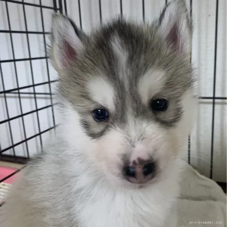 ID：2406-05735の子犬