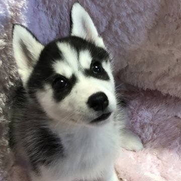 シベリアンハスキー【岡山県・女の子・2023年4月11日・ブラック&ホワイト】の写真「とっても可愛い女の子」